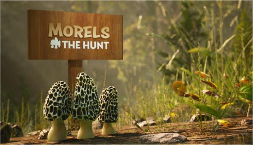 Morels-The-Hunt-1.jpg