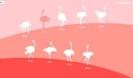 Скриншот 3 игры Ostrich Farm