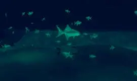 Скриншот 1 игры Penguin Colony