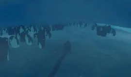Скриншот 2 игры Penguin Colony