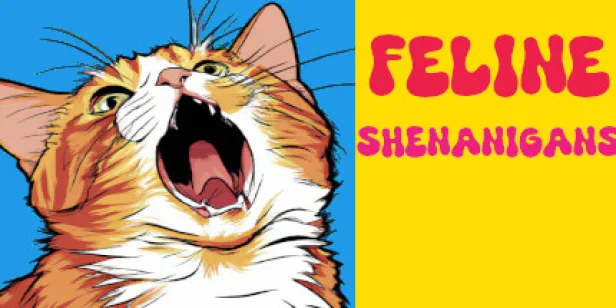 Feline Shenanigans