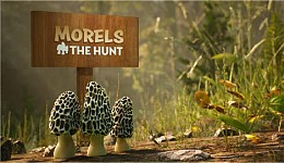 Morels The Hunt