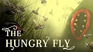 The Hungry Fly